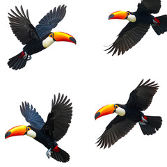 Fototapeta premium An image of a toucan toco with a bright yellow beak and black feathers against a white background.