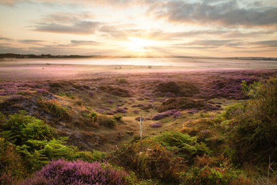 Sunrise over a purple heather landscape in England