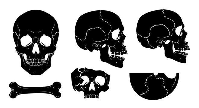 Black  White Vector Illustration of Skulls and Bone in Line Art Style