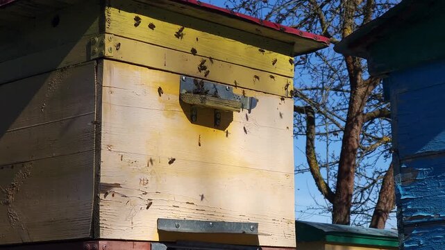 Honey bees flying around hive entrance in mountain apiary near Slavsko Lviv region Ukraine during sunny day beekeeping footage showing active bee colony and natural pollination.