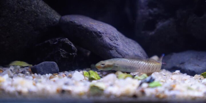 Aquascaping shallow aquarium