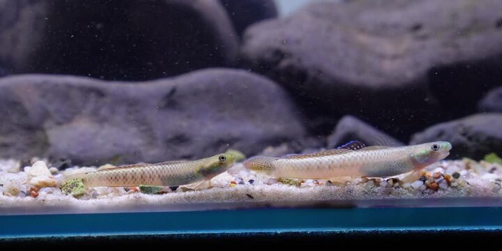 Aquascaping shallow aquarium