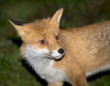 Volpe rossa (Vulpes vulpes)