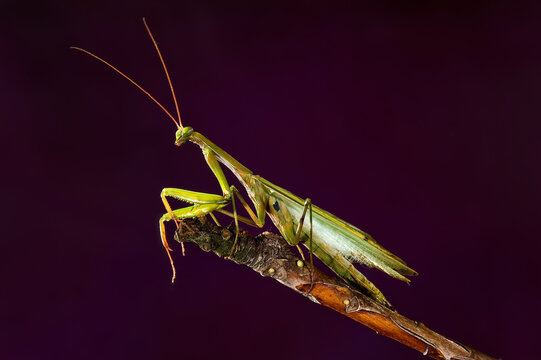 European Praying Mantis (Mantis religiosa)
