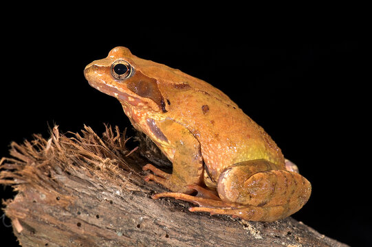 Agile Frog (Rana dalmatina)