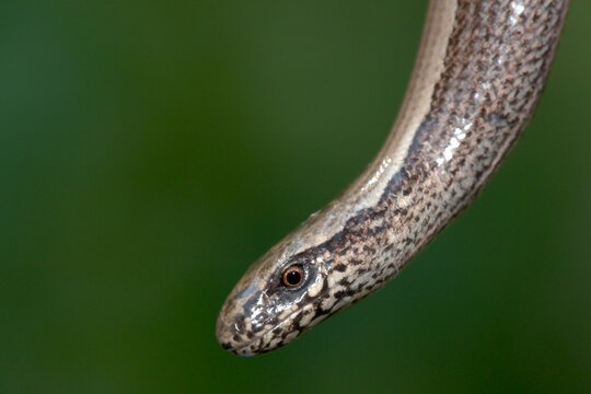 Slow Worm (Anguis fragilis)