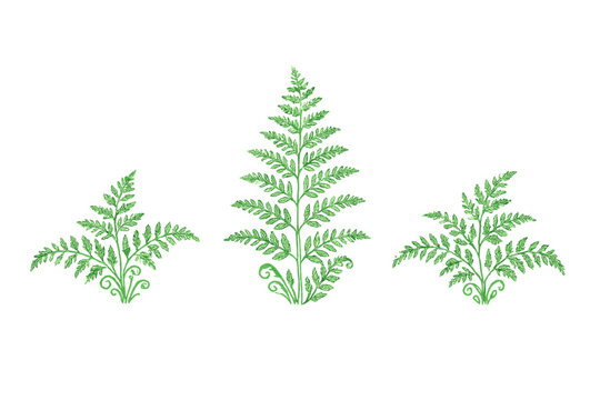 Three hand-drawn green fern plants with detailed leaves and curled