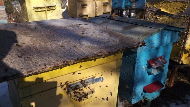 Honey bees flying around hive entrance in mountain apiary near Slavsko Lviv region Ukraine during sunny day beekeeping footage showing active bee colony and natural pollination.