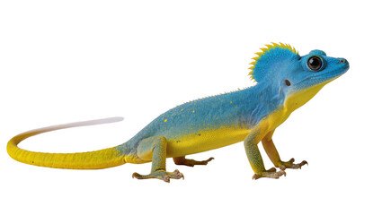 Fototapeta premium Isolated colorful blue and yellow exotic lizard with a distinct spiky crest on its head