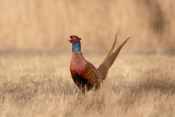 Fototapeta premium Common Pheasant (Phasianus colchicus) Standing in Meadow in Warm Morning Light