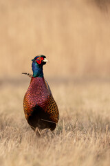 Common Pheasant (Phasianus colchicus) Standing in Meadow in Warm Morning Light