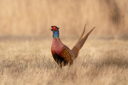 Common Pheasant (Phasianus colchicus) Standing in Meadow in Warm Morning Light