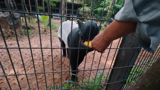 Man feeding corn to Malayan tapir through zoo fence