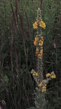 Tall stalk of a yellow common mullein wildflower, verbascum thapsus, gently swaying in the breeze amidst lush green meadow grasses