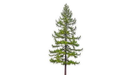 Isolated vibrant green larch or pine tree with slender trunk and lush branches for design assets © Ivan