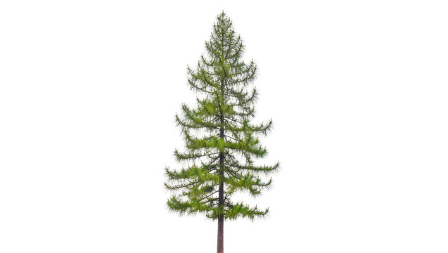 Isolated vibrant green larch or pine tree with slender trunk and lush branches for design assets