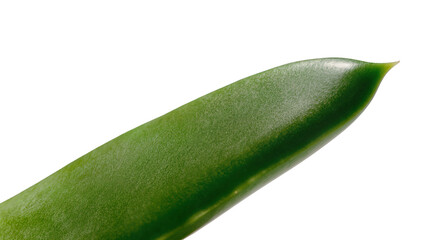 Fototapeta premium Isolated close up of a vibrant green plant leaf or succulent foliage with pointed tip