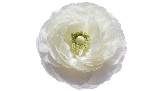 Isolated beautiful white ranunculus flower with intricate ruffled petals and a fresh green center