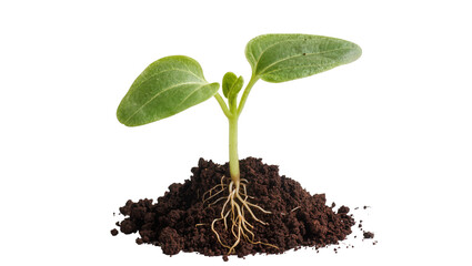 Isolated young green plant seedling with first leaves and visible roots in rich dark soil. © Maria