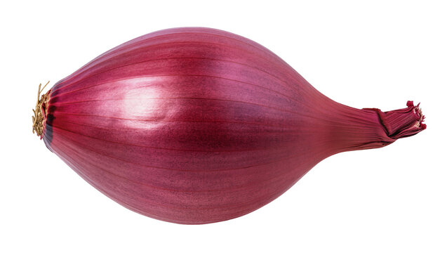 Isolated fresh vibrant red shallot bulb, a delicious aromatic ingredient for gourmet cooking