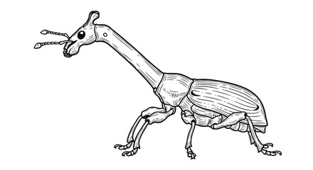 Detailed illustration of a weevil with distinctive elongated neck and antennae.