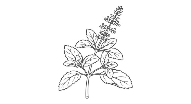 A simple black and white drawing of a basil plant with leaves and flowers.