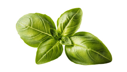 Fototapeta premium Isolated cluster of fresh vibrant green basil leaves, perfect aromatic herb for cooking