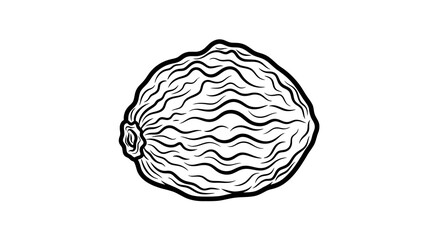 Obraz premium A simple line drawing of a walnut on a white background.