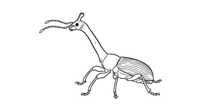 Detailed black and white drawing of a weevil with a long snout and distinct body features.