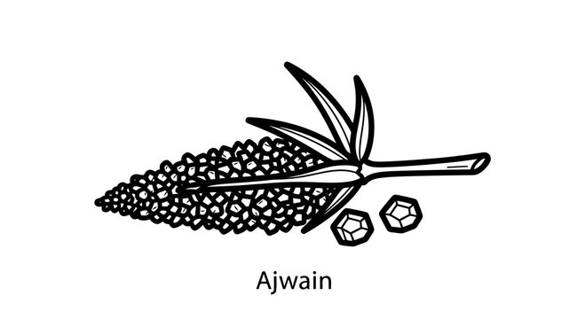 Detailed black and white illustration of ajwain plant with seeds and leaves.