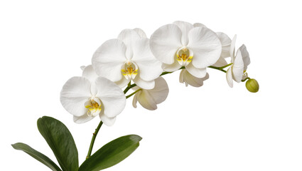 Isolated elegant white Phalaenopsis orchid branch with green leaves and fresh bud © Elena