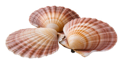 Isolated natural striped sea scallop shells arranged together for beautiful beach decor and ocean theme © Maria