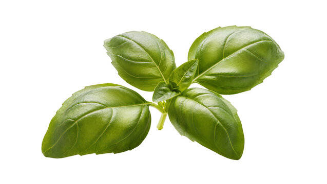 Isolated fresh green basil leaves sprig, aromatic herb for cooking and healthy eating