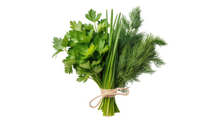 Isolated fresh fragrant herbs bunch of parsley, chives, and dill tied with twine © Ivan