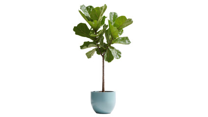 Isolated Fiddle Leaf Fig plant with lush green leaves in a stylish blue pot, indoor decor © Ivan