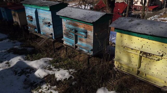 Honey bees flying around hive entrance in mountain apiary near Slavsko Lviv region Ukraine during sunny day beekeeping footage showing active bee colony and natural pollination.