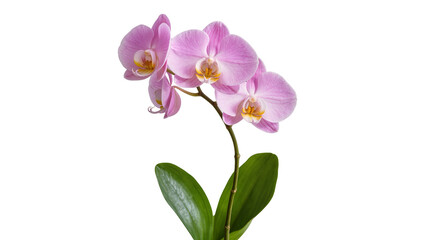 Obraz premium Isolated elegant pink orchid flowers with green leaves on a single stem, natural beauty
