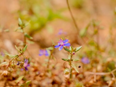 Blue pimpernel (Lysimachia foemina) flowers, also known as Anagallis foemina, Spain