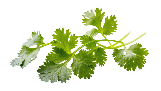 Isolated fresh green cilantro leaves, a vibrant fragrant herb for cooking and culinary garnish