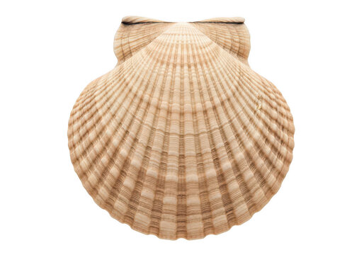 Scallop shell on transparent background, Close-up of beige and brown ridged seashell