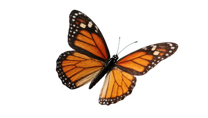 Obraz premium Isolated monarch butterfly with beautiful orange and black patterned wings, elegant insect