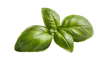 Fototapeta premium Isolated fresh vibrant green basil leaves, an aromatic herb essential for cooking and healthy eating.