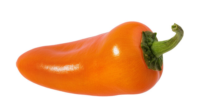 Isolated single shiny orange bell pepper, sweet mini pepper, healthy fresh vegetable food