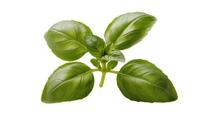 Fototapeta premium Isolated fresh green basil leaves, an aromatic culinary herb often used in cooking