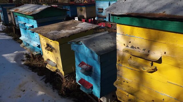 Honey bees flying around hive entrance in mountain apiary near Slavsko Lviv region Ukraine during sunny day beekeeping footage showing active bee colony and natural pollination.