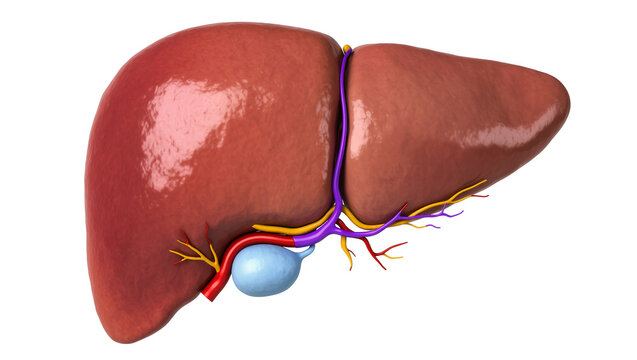 Isolated detailed human liver with gallbladder, major vessels, and bile ducts anatomy