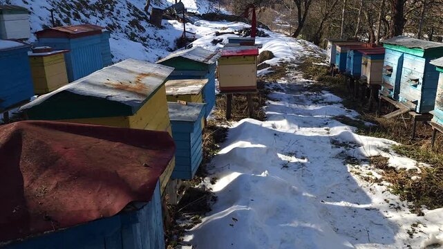 Honey bees flying around hive entrance in mountain apiary near Slavsko Lviv region Ukraine during sunny day beekeeping footage showing active bee colony and natural pollination.