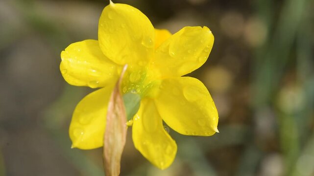 Macro close up of bright yellow daffodil petals with raindrops, natural soft background, fresh spring bloom outdoors, delicate botanical detail, seasonal floral beauty
