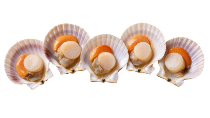 Isolated five fresh raw scallops in shells with roe, a delicious healthy seafood delicacy © Maria