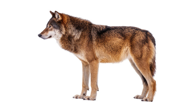 Isolated majestic gray wolf standing, showcasing its powerful form and wild essence